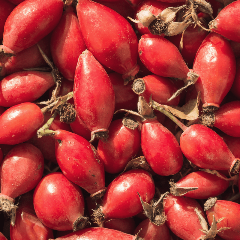 Foraging for Rose Hips