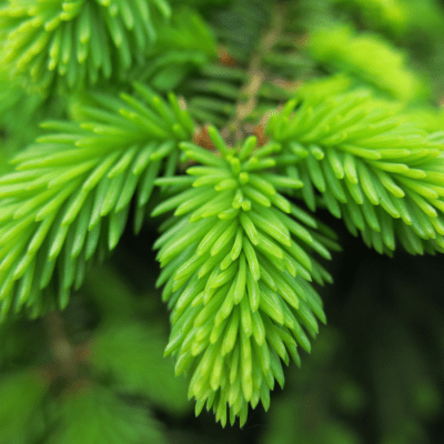 spruce tips