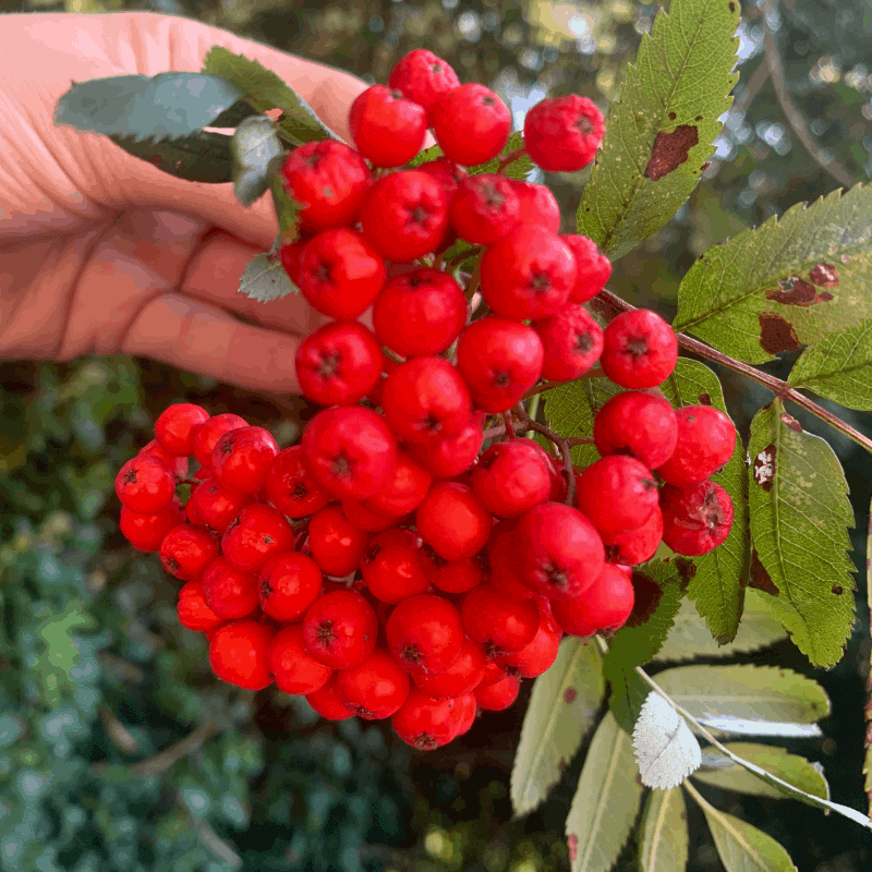 Bunch of rowan berries