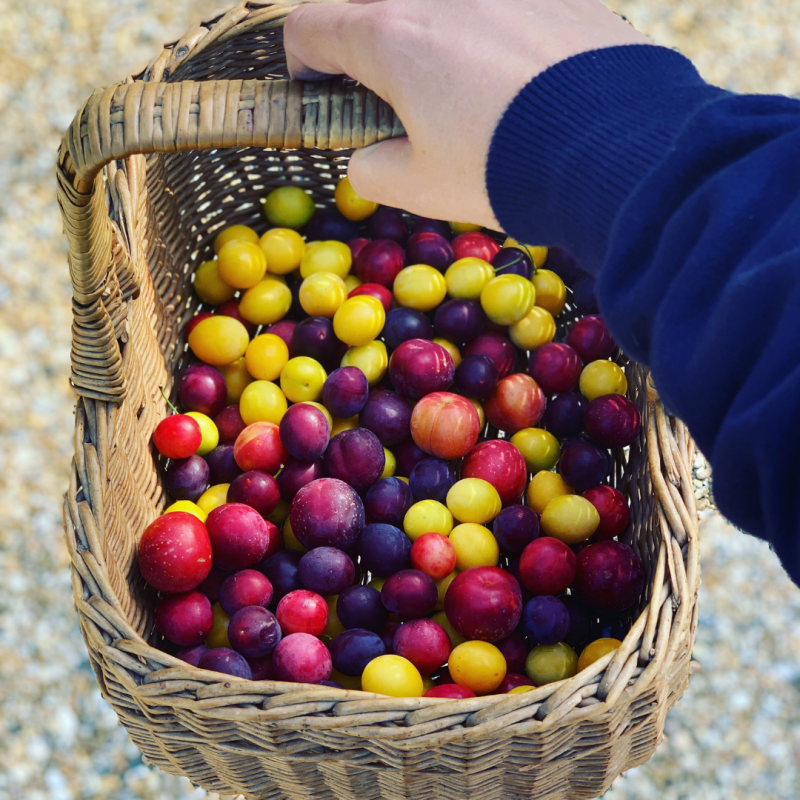Cherry Plum BBQ Sauce