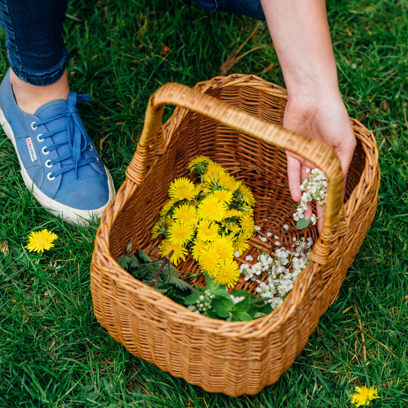 Dandelion Forage