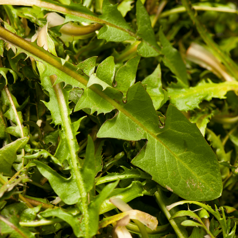 Dandelion Leaves