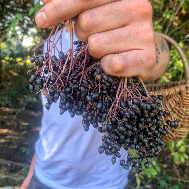 Foraging for Elderberries