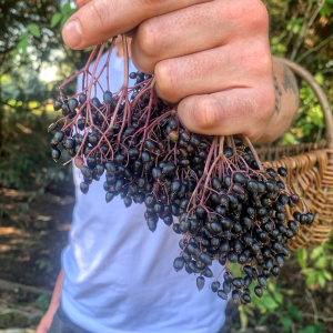 Foraging for Elderberries
