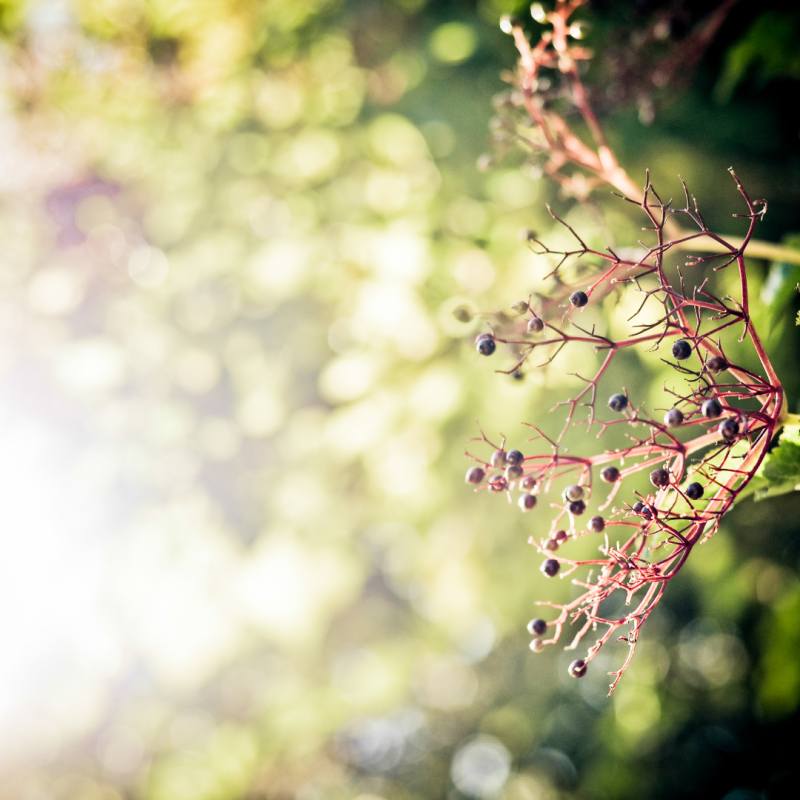 Foraging for Elderberries