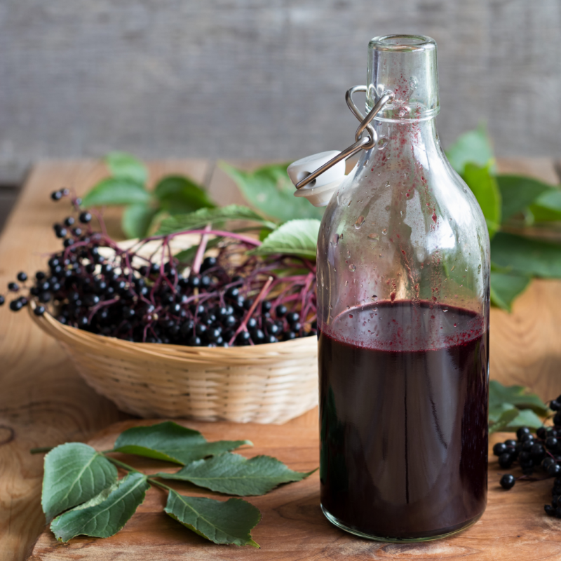 Foraging for Elderberries