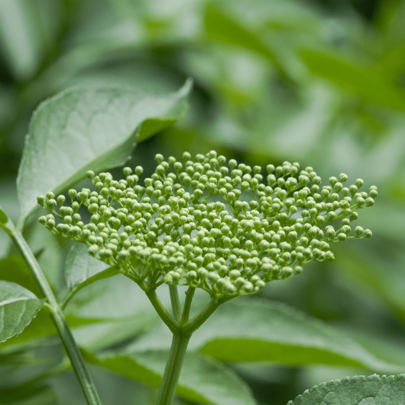 Foraging for Elderberries