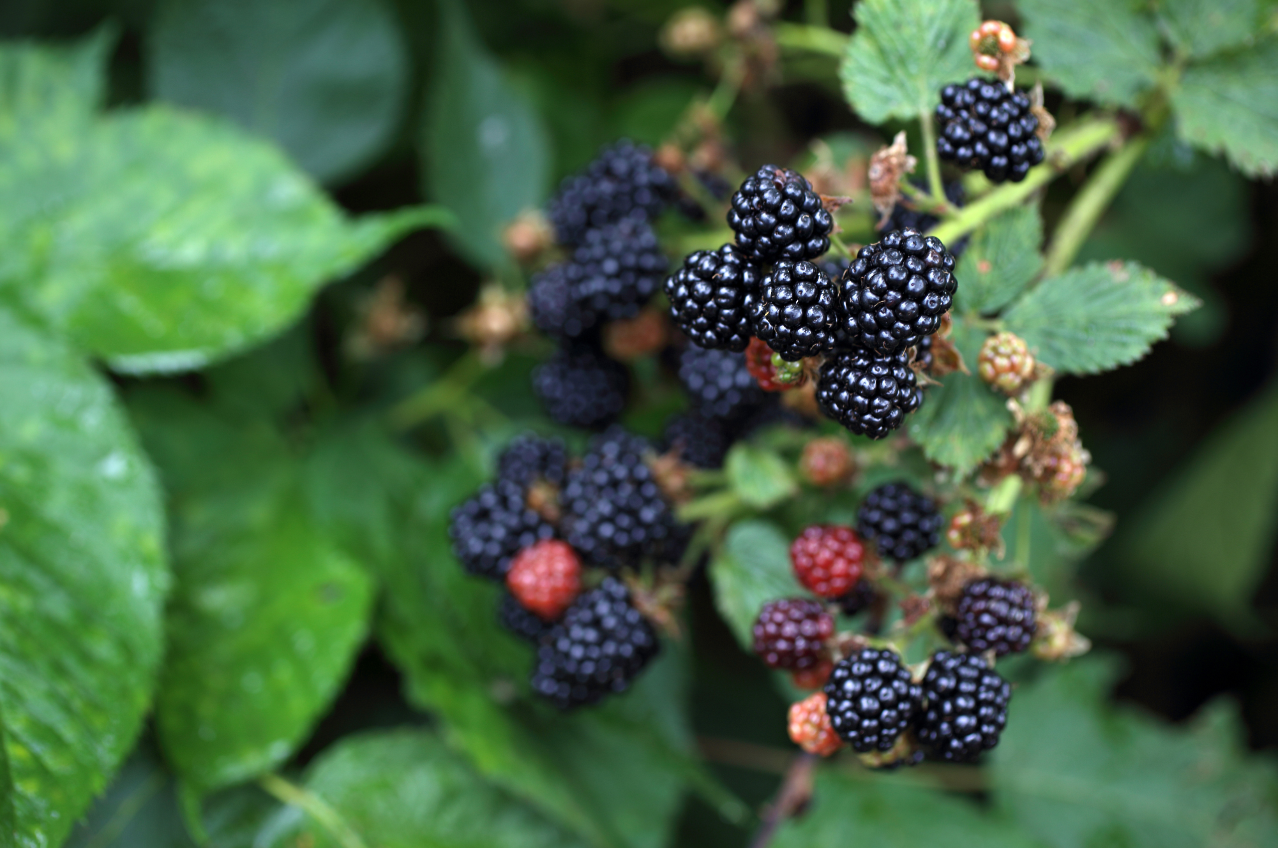 Foraging for Blackberries - Foraging Guide