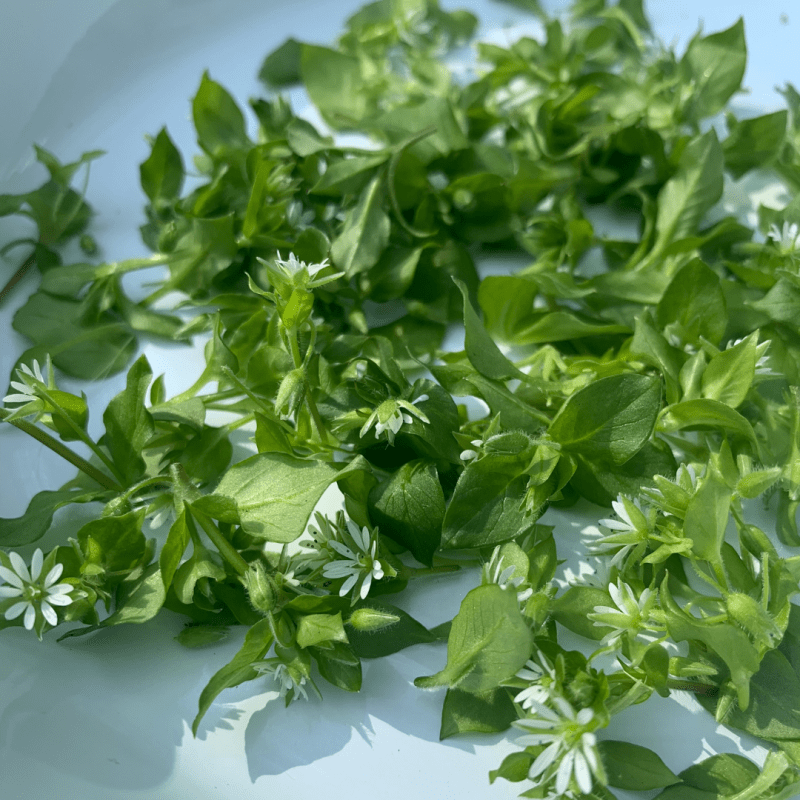 Foraging for Chickweed