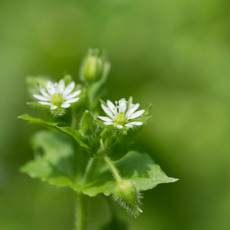 Foraging for Chickweed