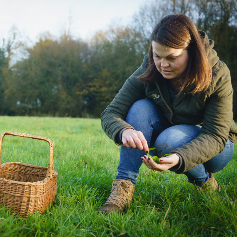 Foraging for Common Sorrel