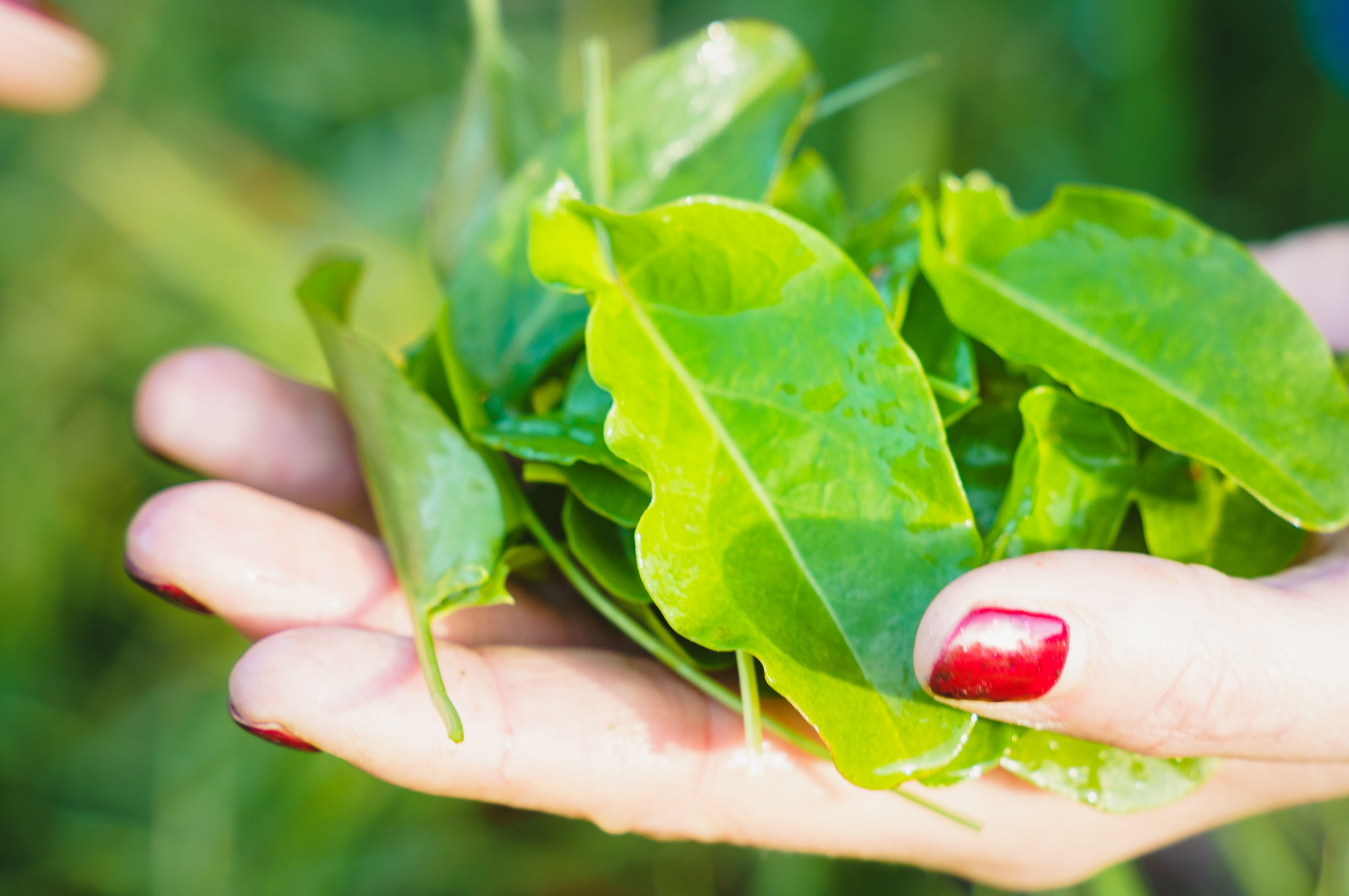 Foraging for Common Sorrel