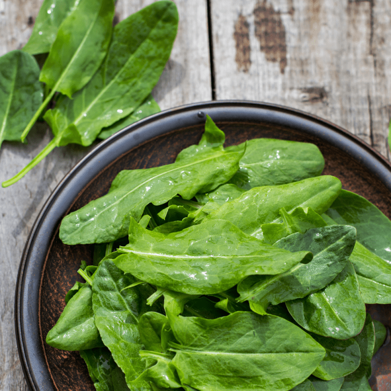 Foraging for Common Sorrel