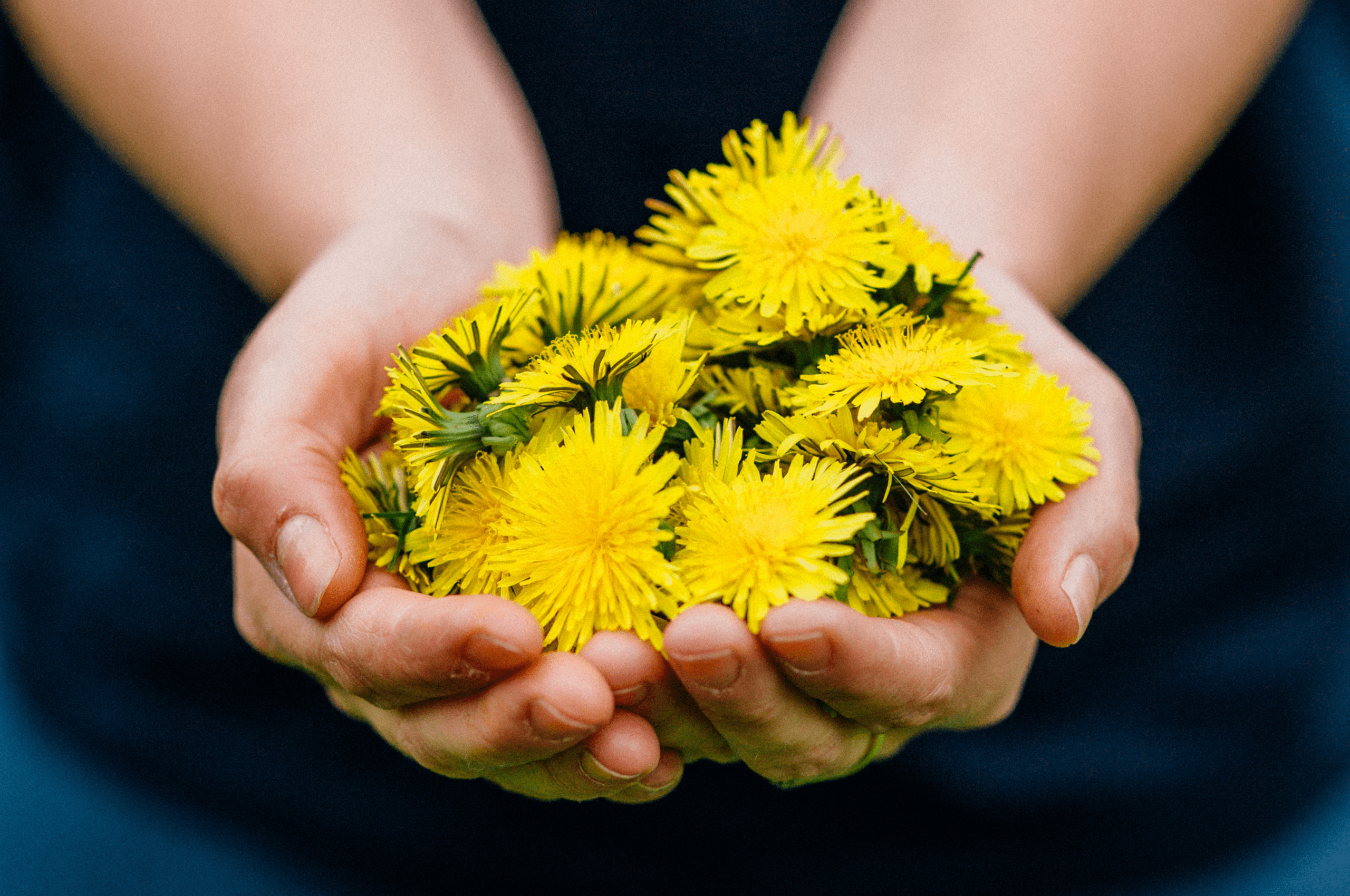 Foraging for Dandelions