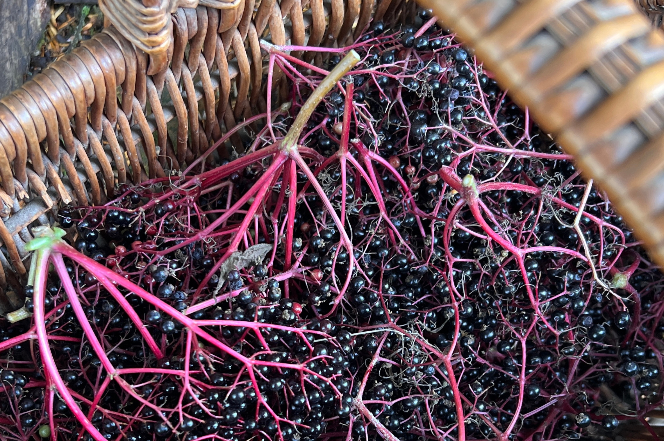 Foraging for Elderberries