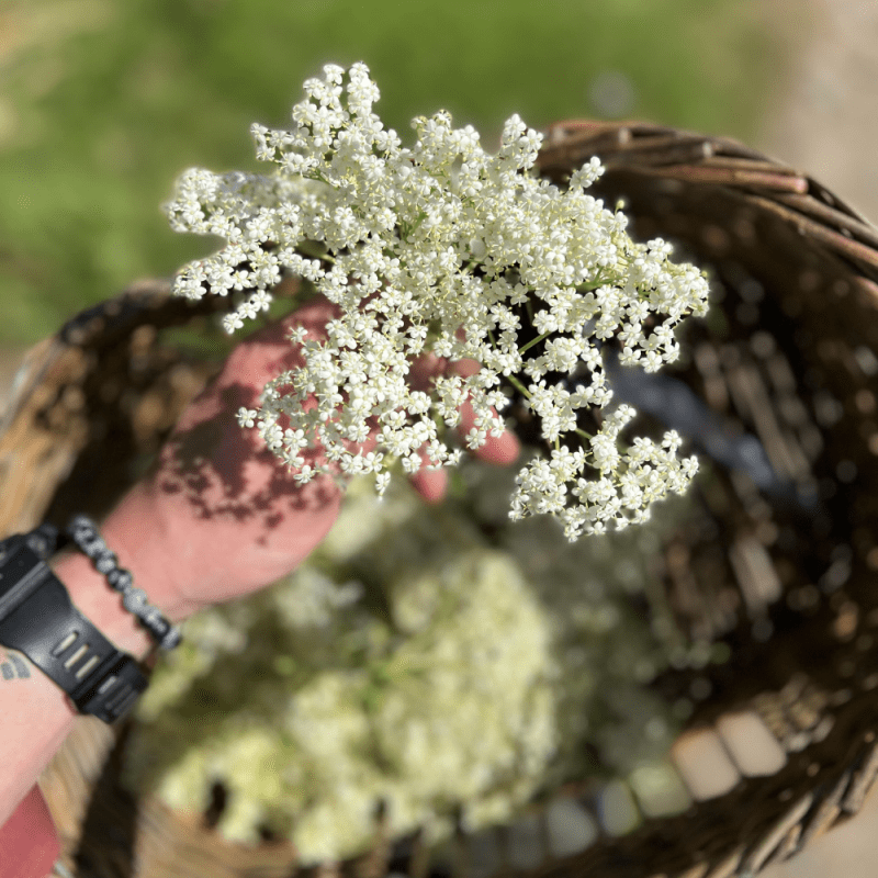 Foraging for Elderflower