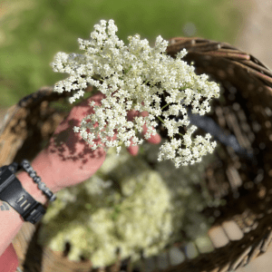 Foraging for Elderflower