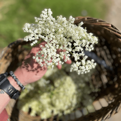 Foraging for Elderflower