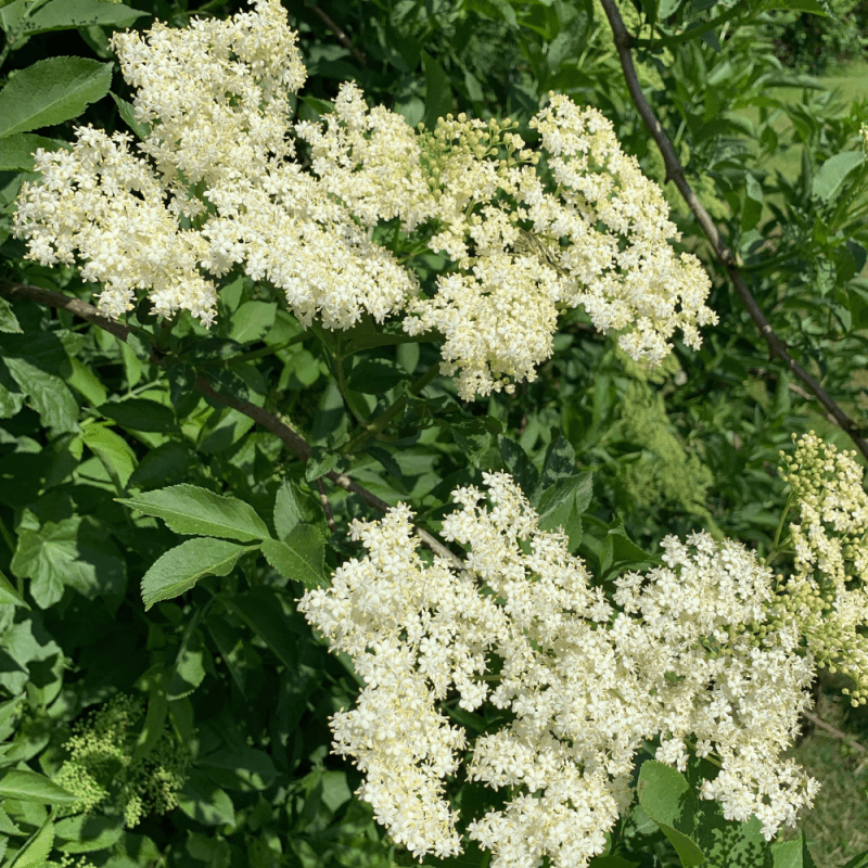 Foraging for Elderflower