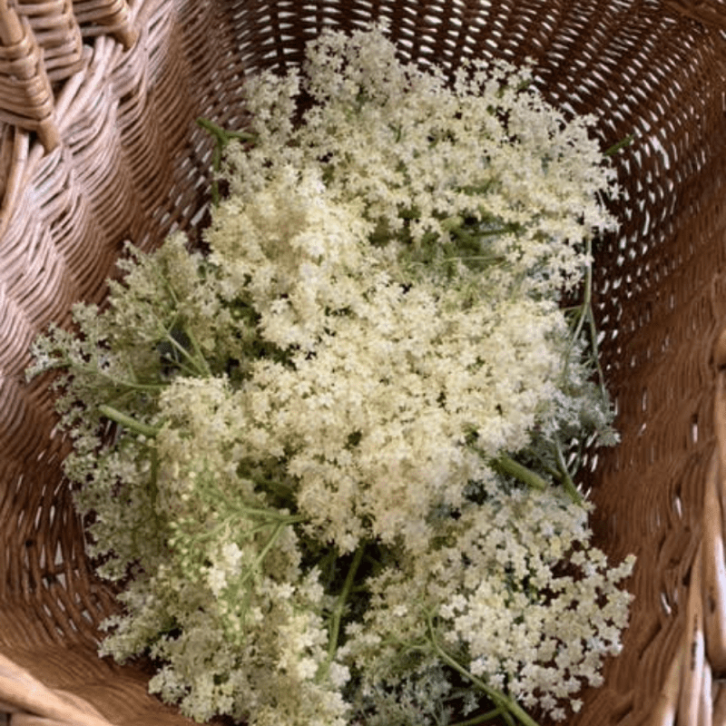 Foraging for Elderflower