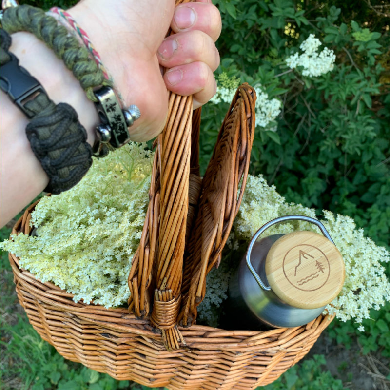 Foraging for Elderflower