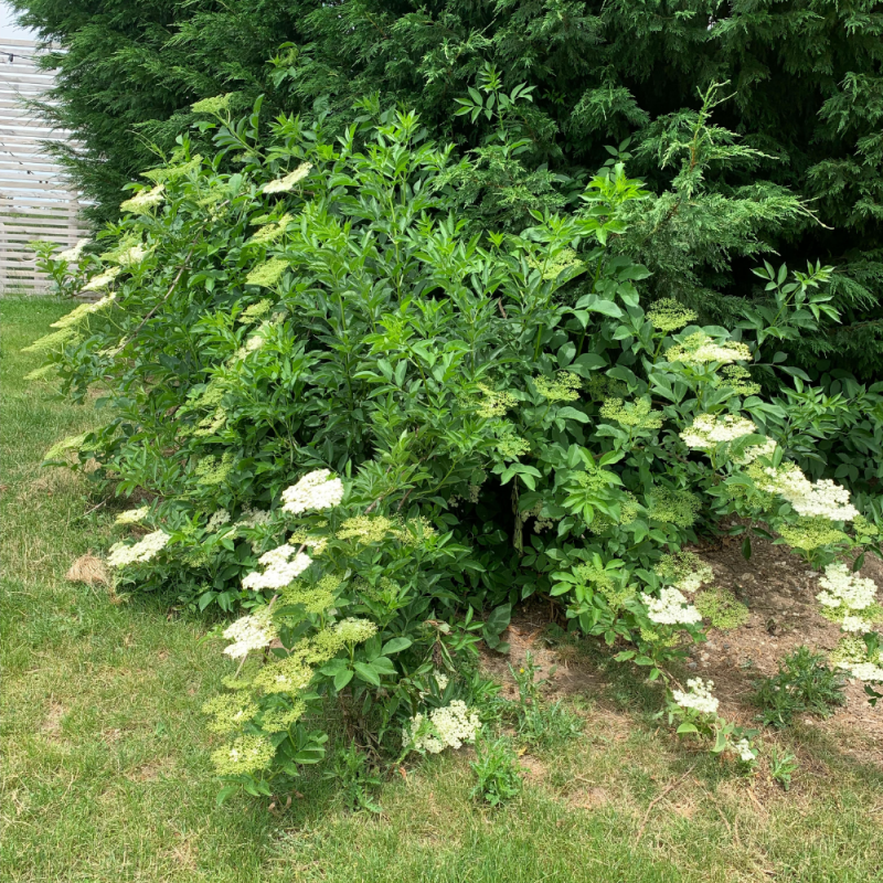Foraging for Elderflower