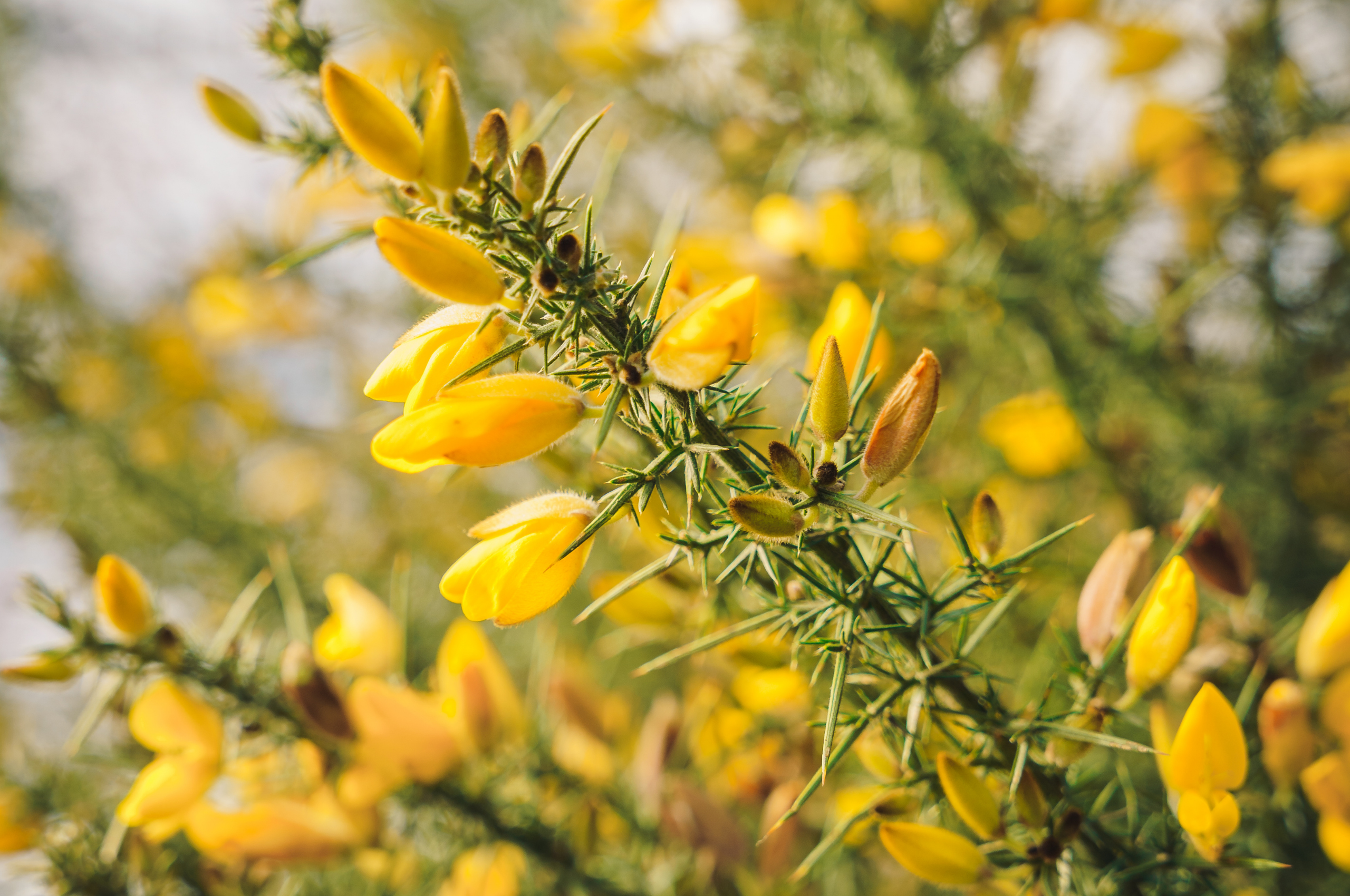 Foraging for Gorse (