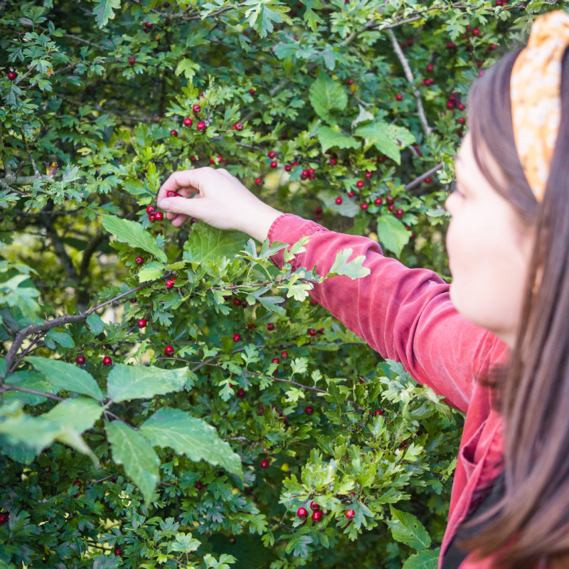 Foraging for Hawthorn Berries (1)