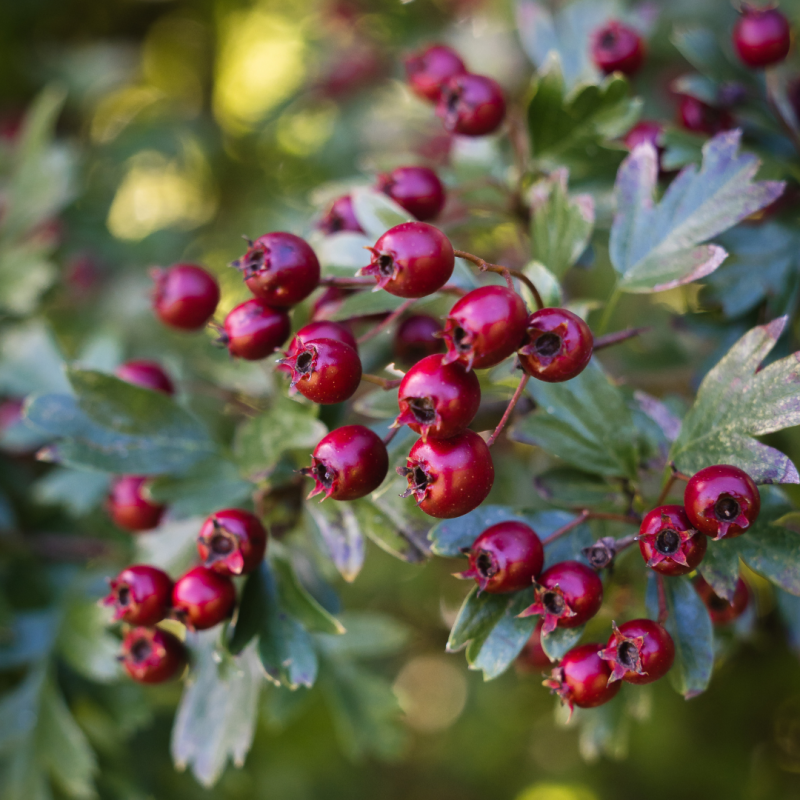 Foraging for Hawthorn Berries