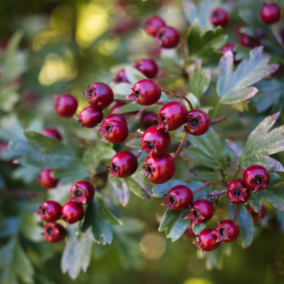 Foraging for Hawthorn Berries