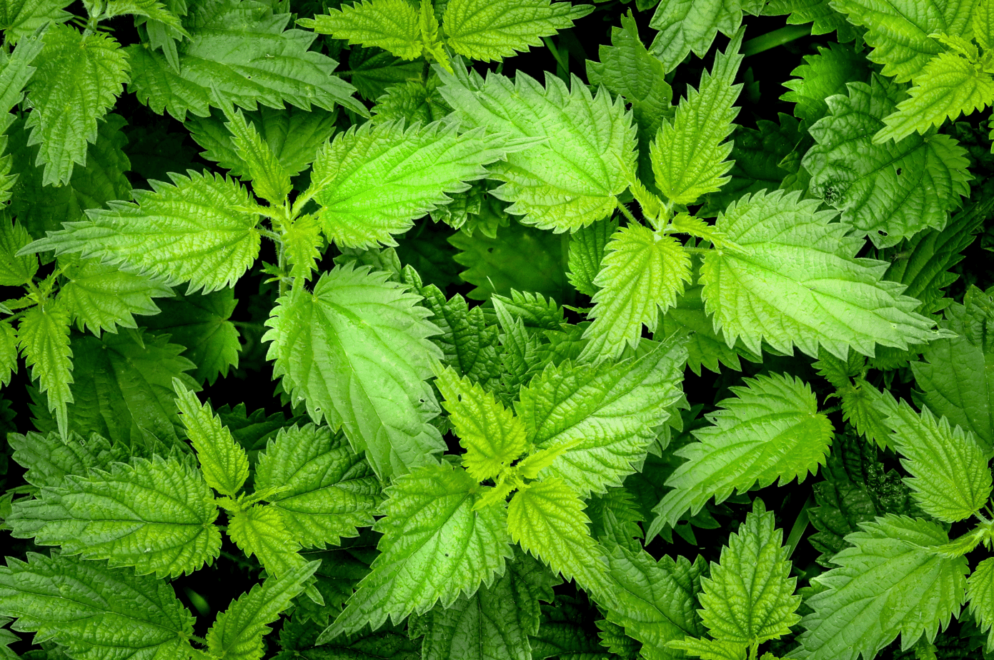 Foraging for Nettles