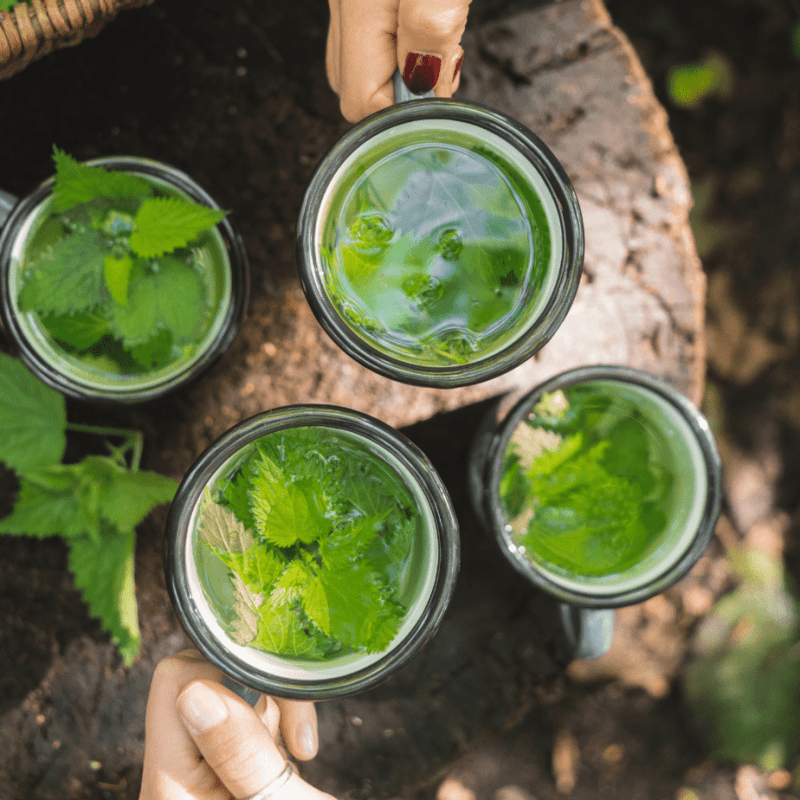Nettle Tea