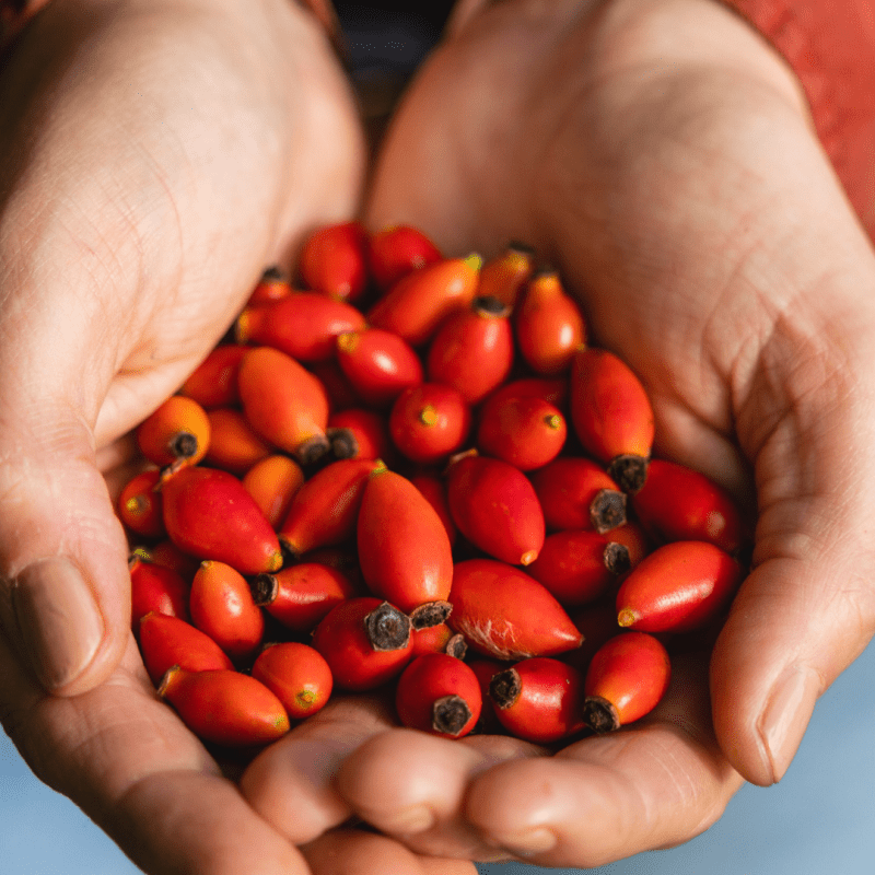 Foraging for Rose Hips