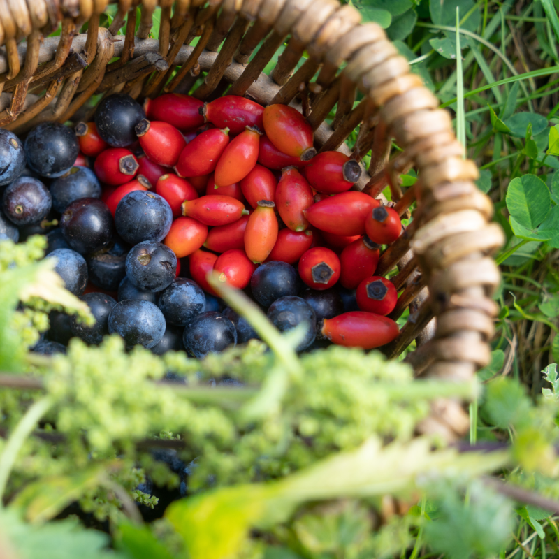 Foraging for Rose Hips