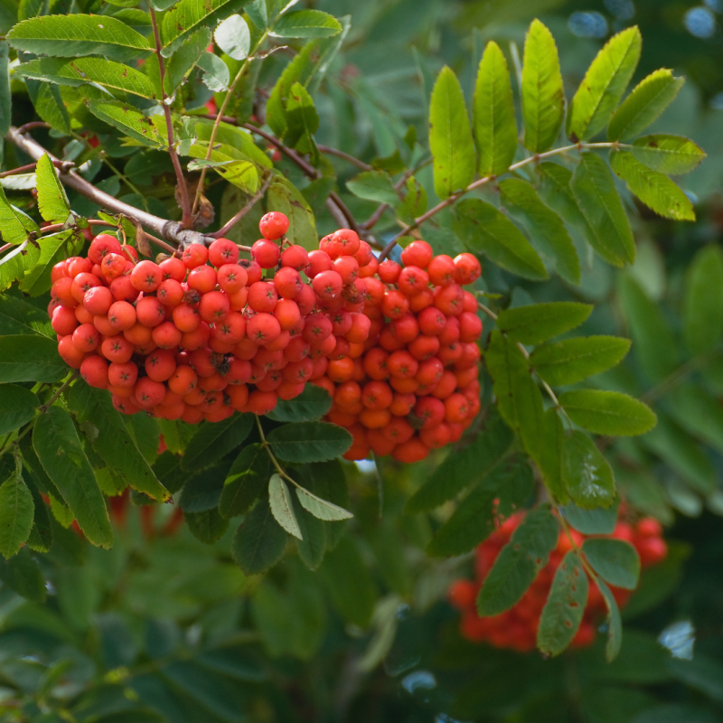 Foraging for Rowan Berries