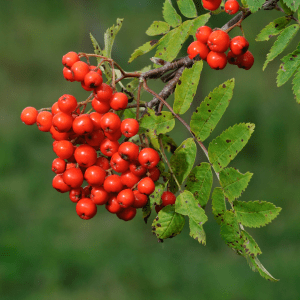Foraging for Rowan Berries