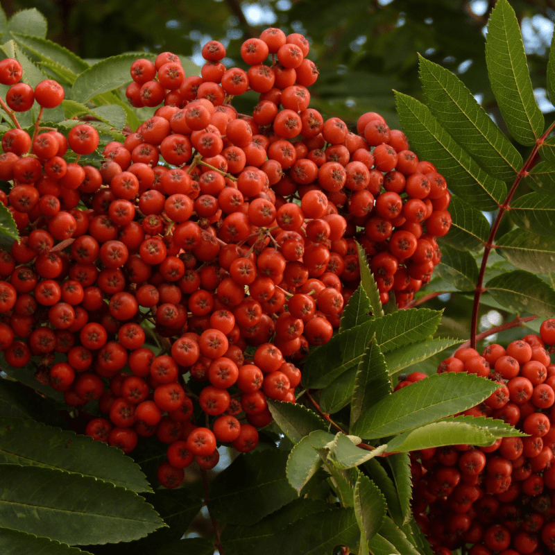 Foraging for Rowan Berries
