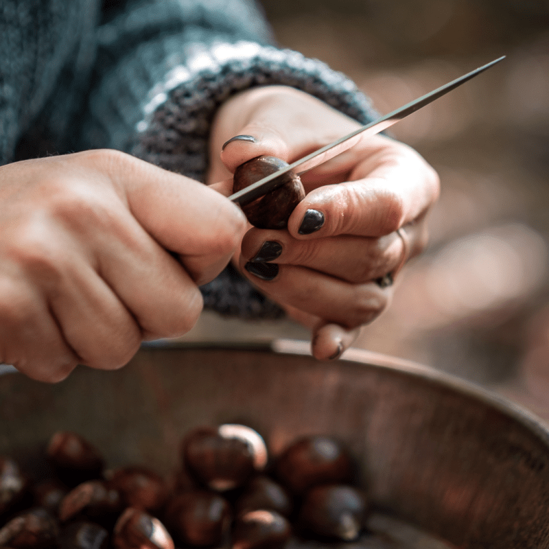 Foraging for Sweet Chestnuts