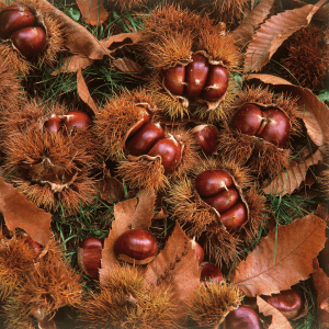 Foraging for Sweet Chestnuts