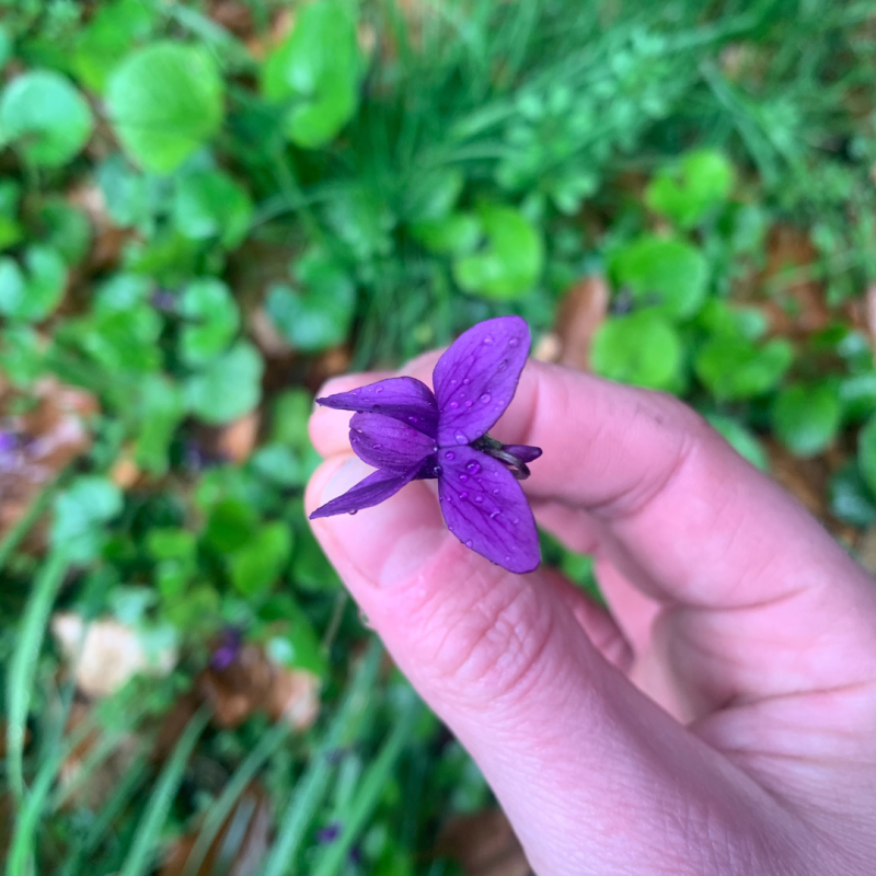 Foraging for Sweet Violets