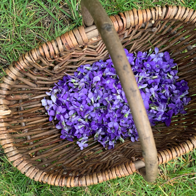 Foraging for Sweet Violets