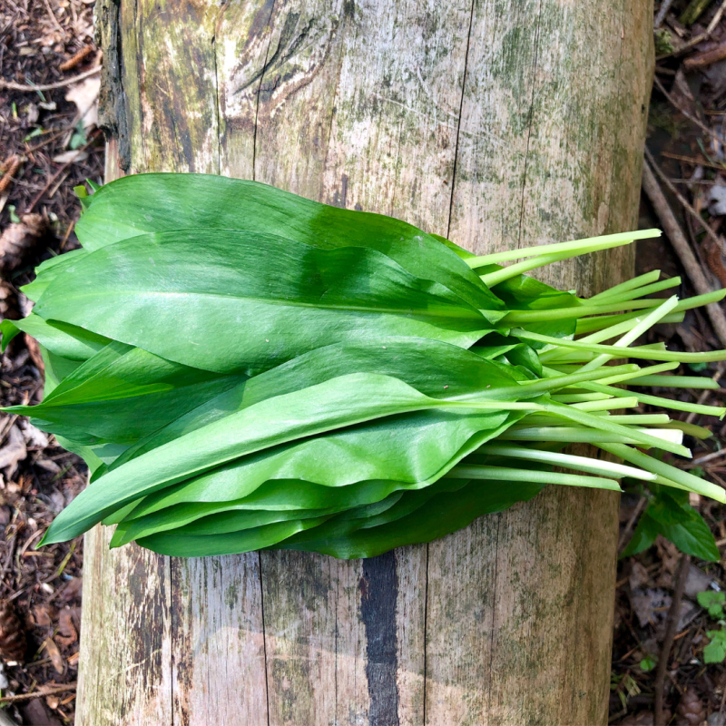 foraging for wild garlic