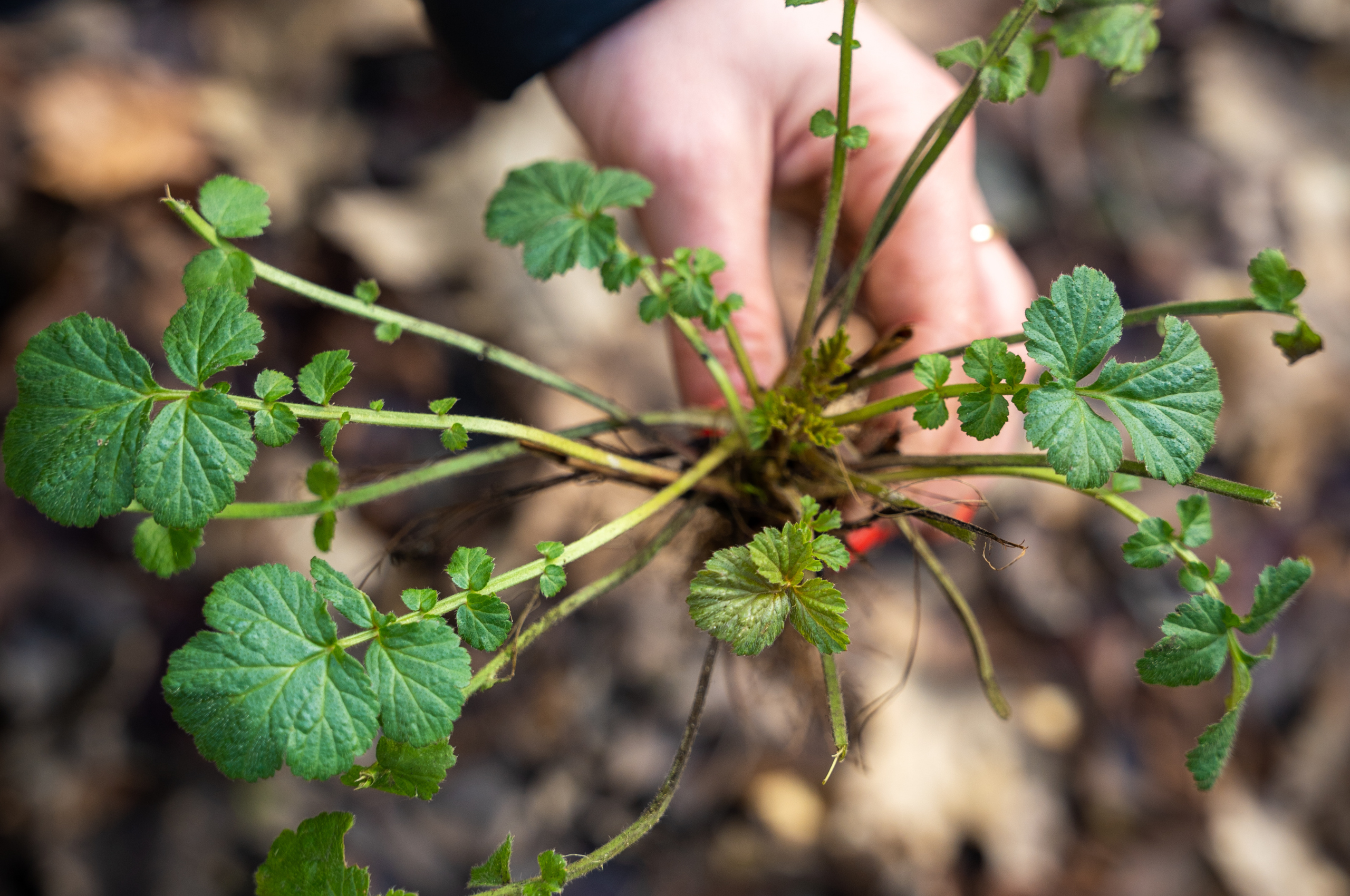 Foraging for Wood Aven Roots