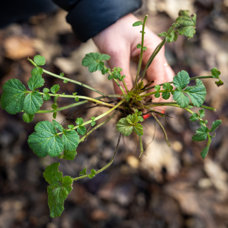 Foraging for Wood Aven roots