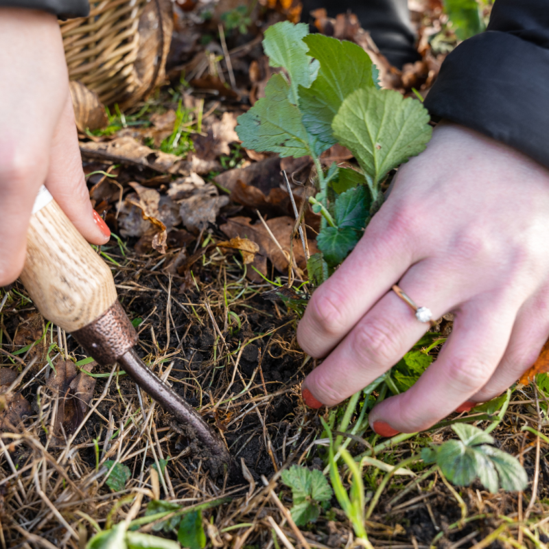 Foraging for Wood Aven roots