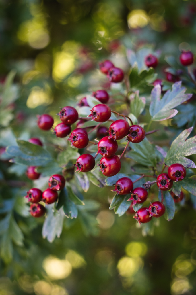 Hawthorn Ketchup Recipe