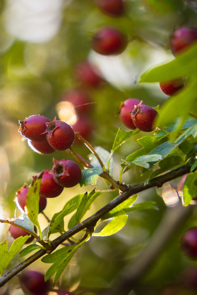 Hawthorn Ketchup Recipe