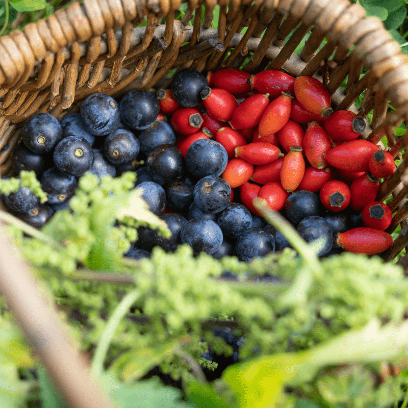 Wild forage in basket
