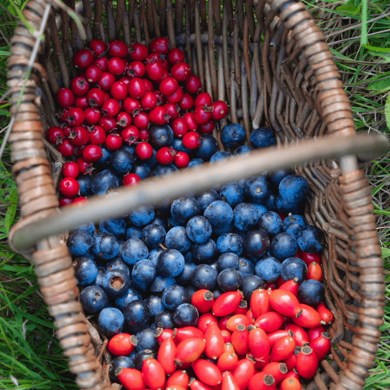 Wild foraging for rosehip