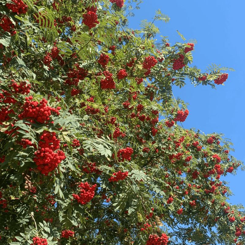 foraging for rowan tree